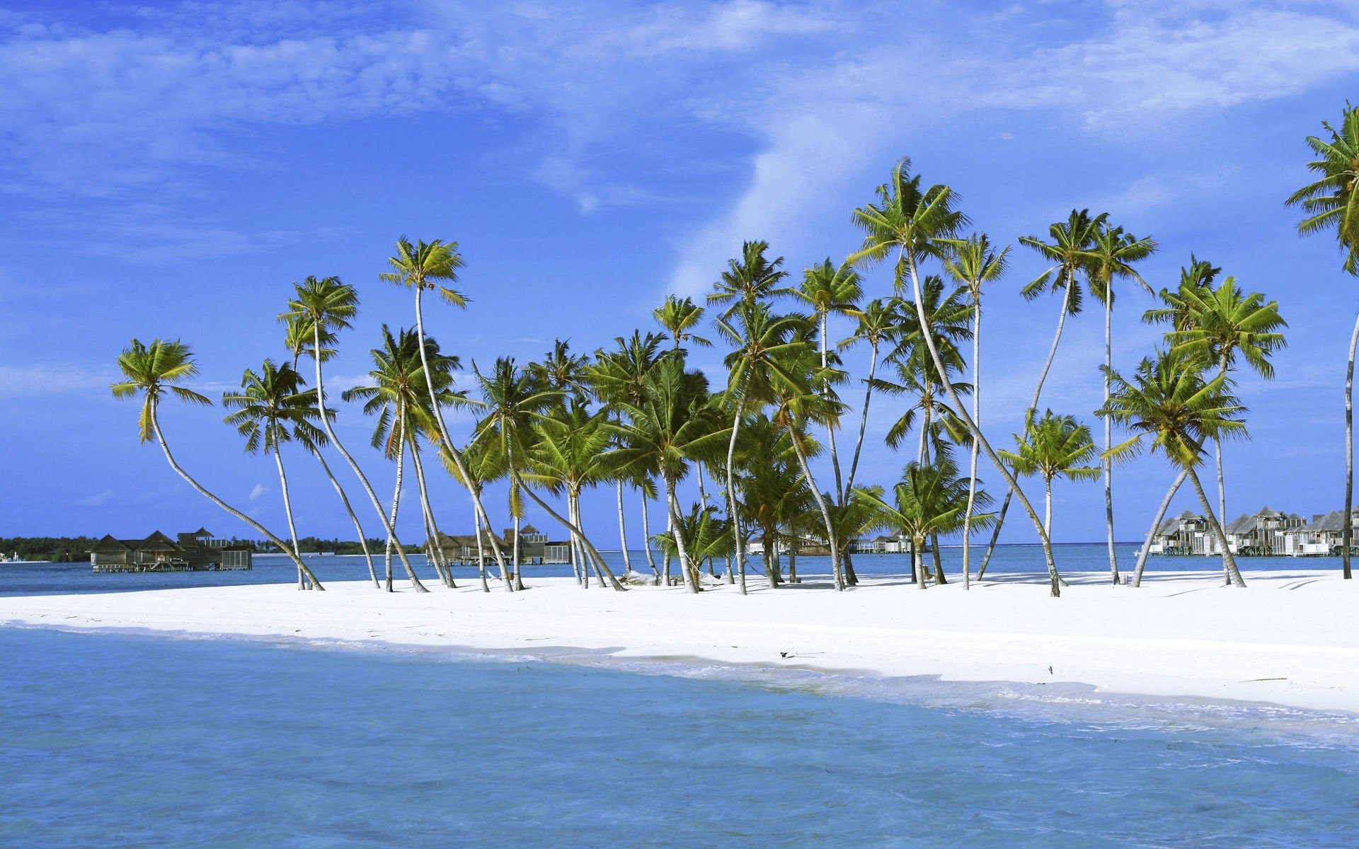 palmiers île sable