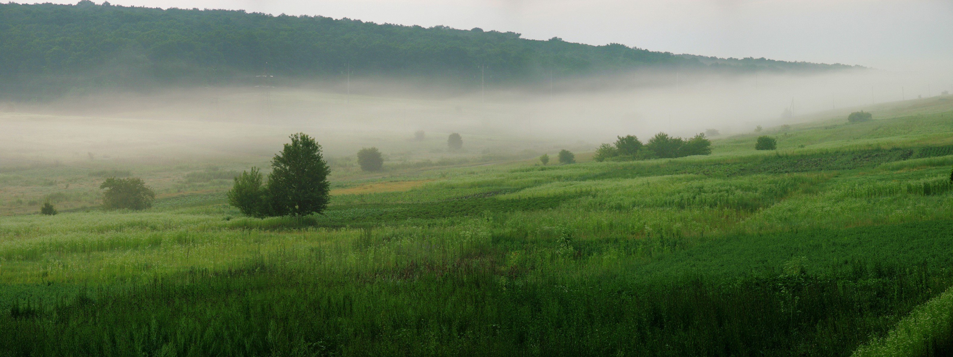 alberi erba verde nebbia