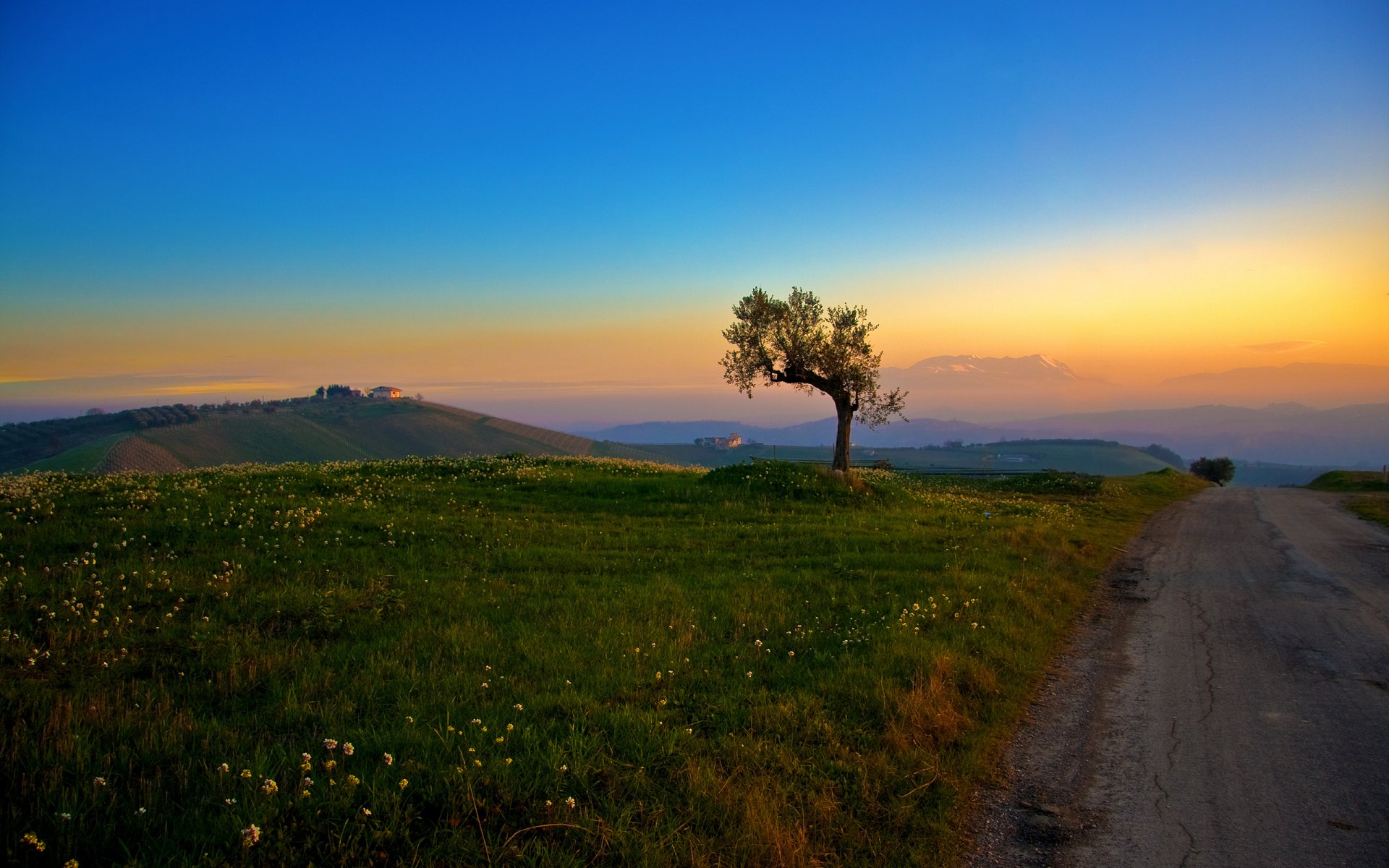 route arbre herbe collines matin