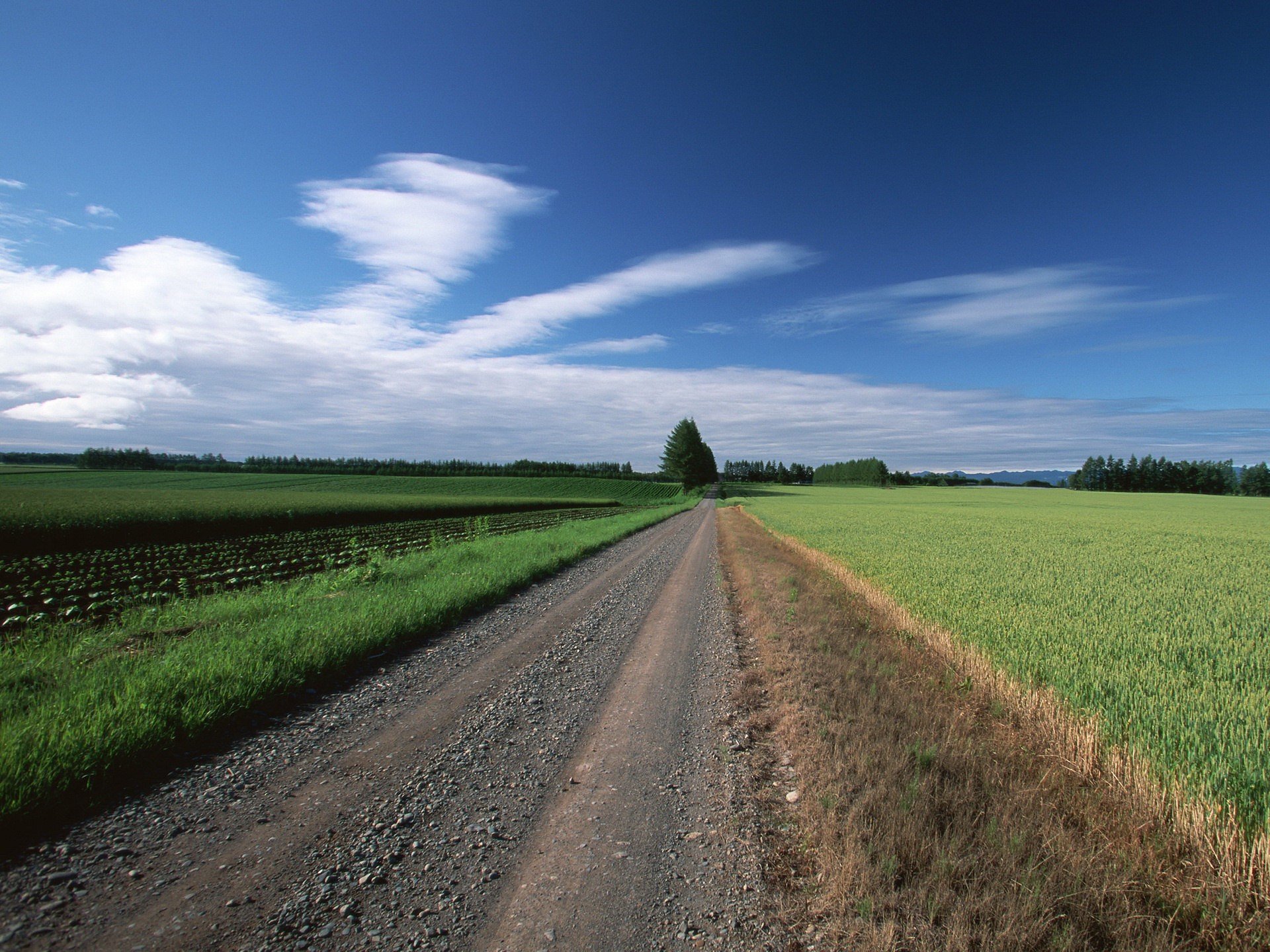 camino campo árboles nubes