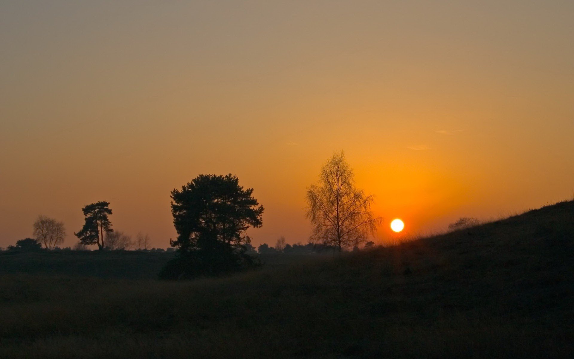 arbres soleil coucher de soleil