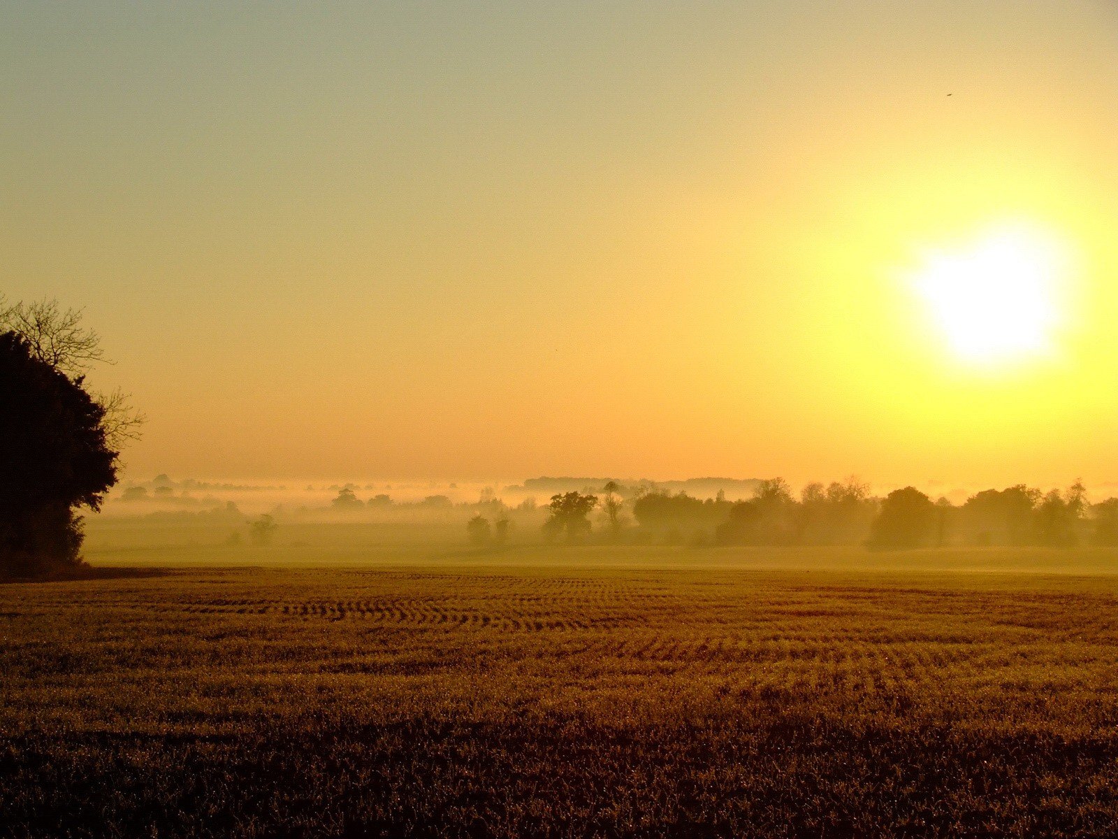 feld nebel sonne