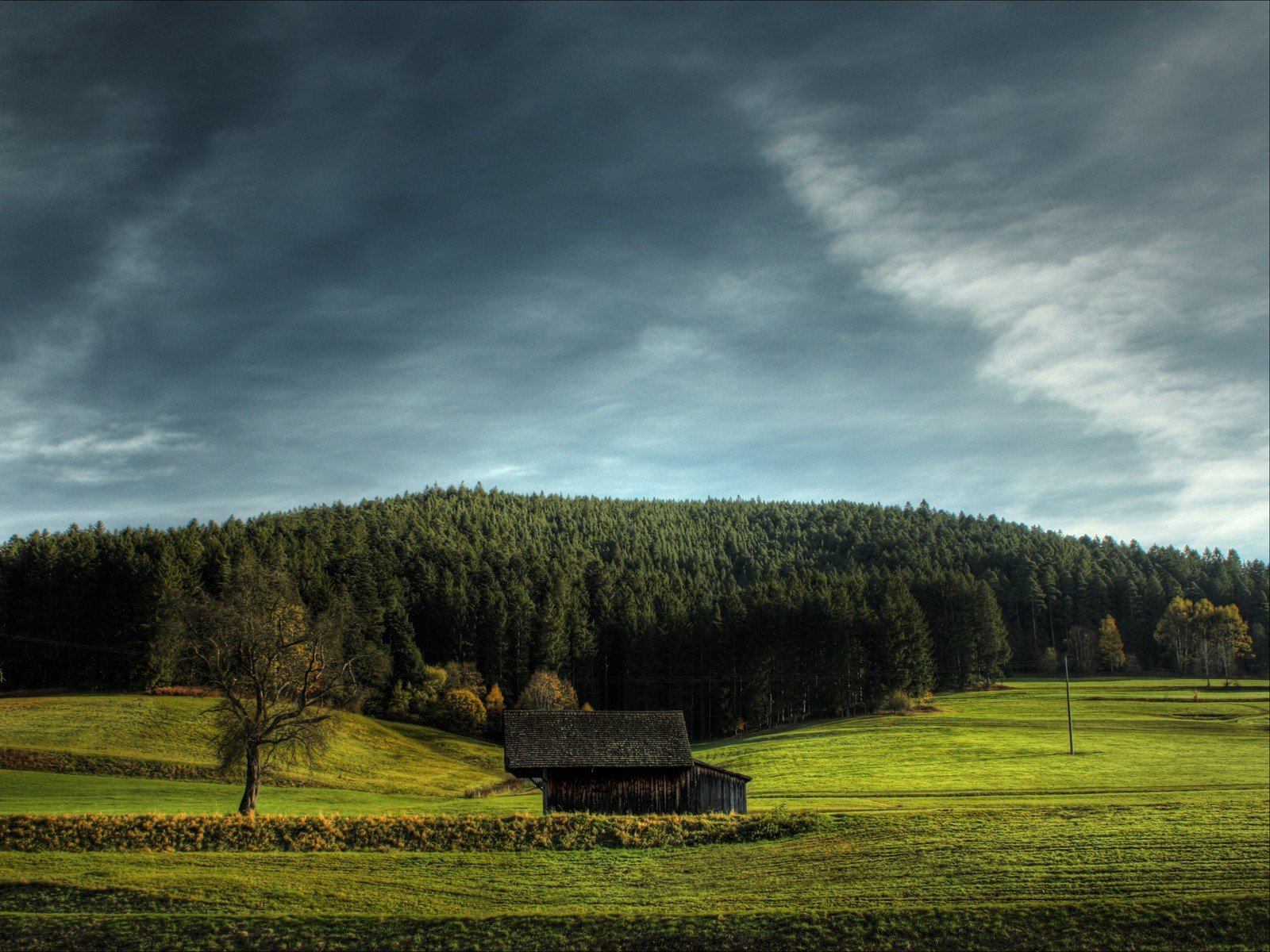 cielo erba alberi di natale campo