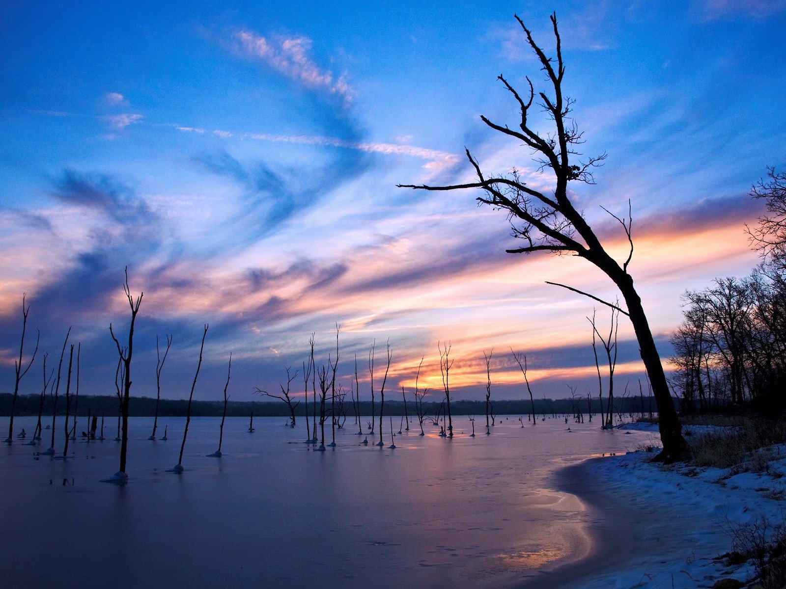 tree night lake next winter