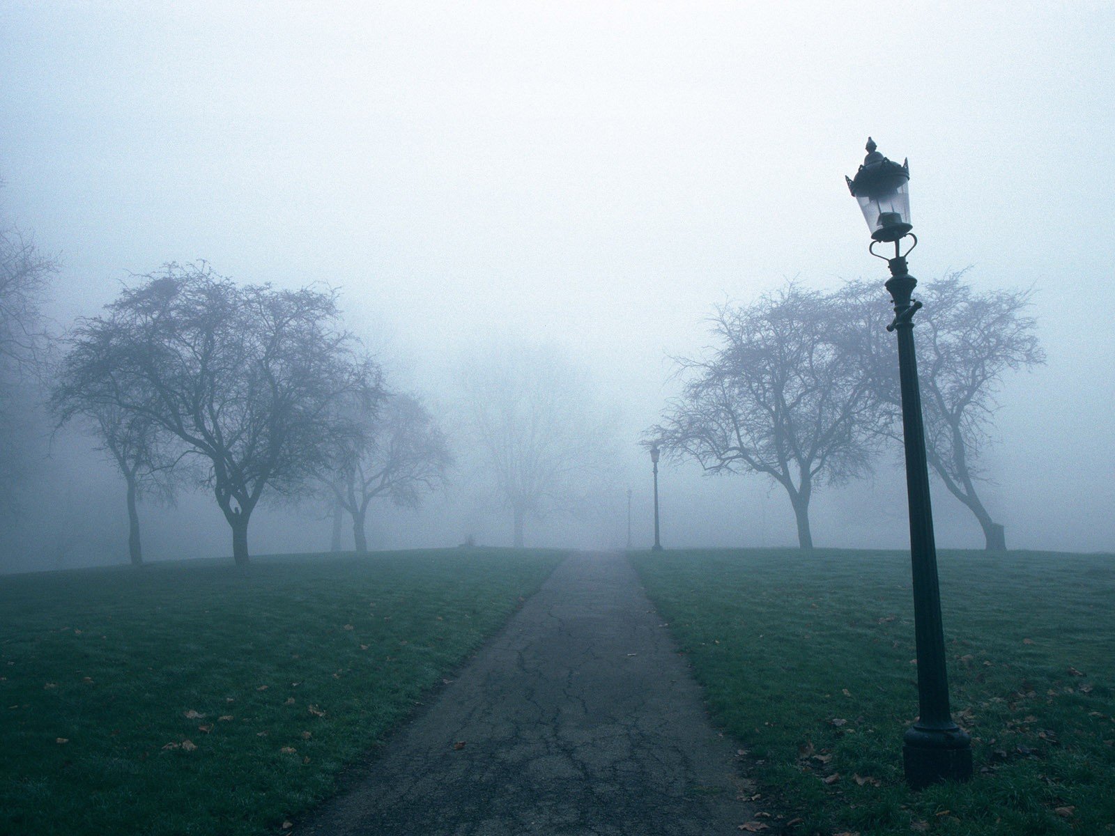 laterne weg bäume nebel