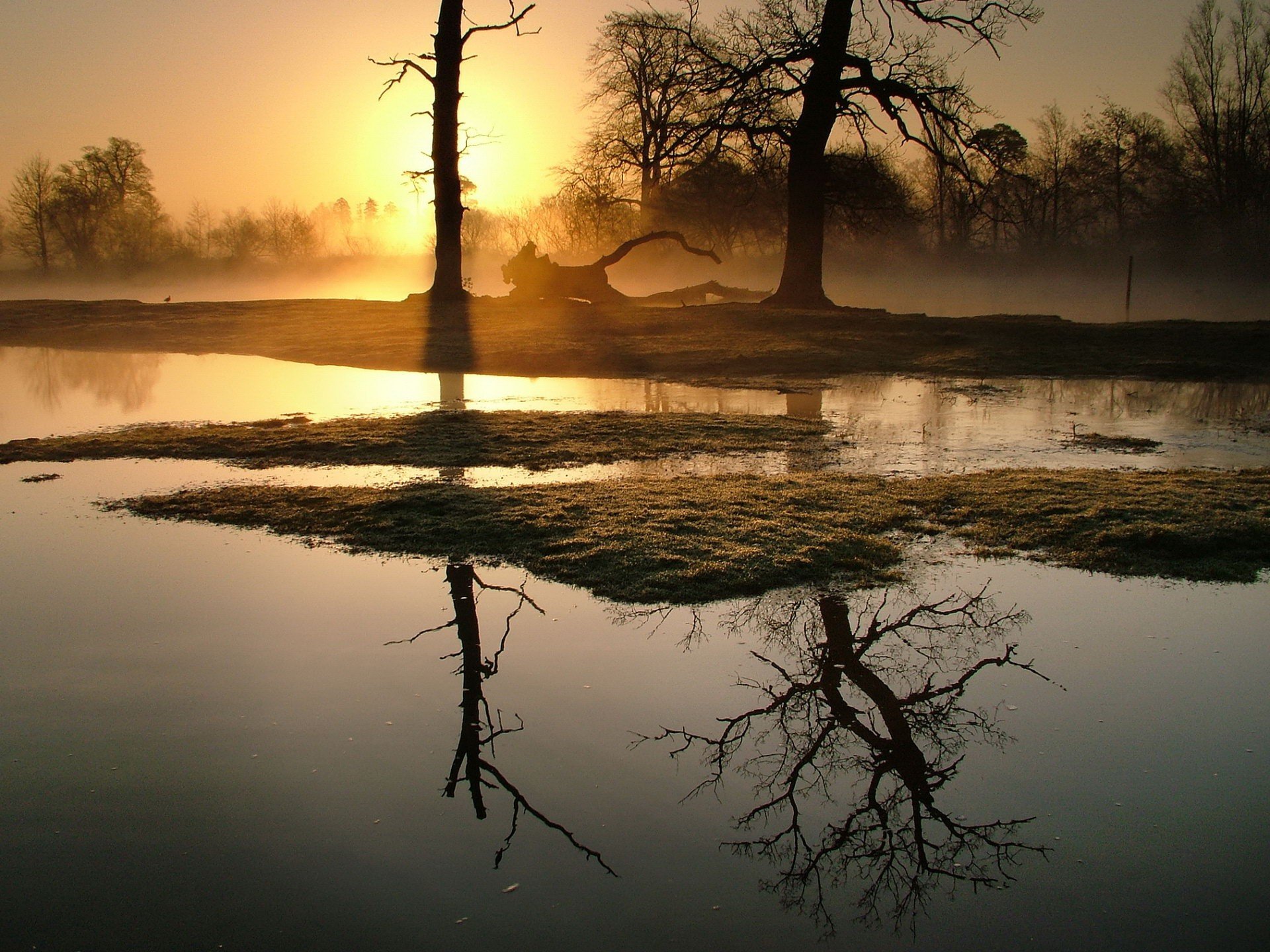 tree fog morning