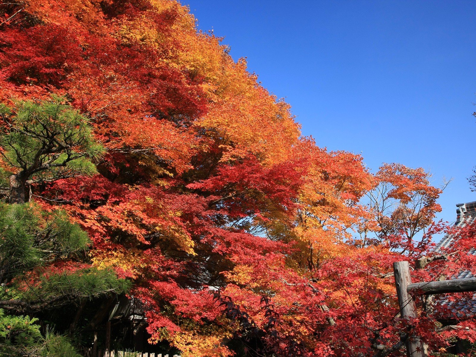 alberi cielo autunno foglie