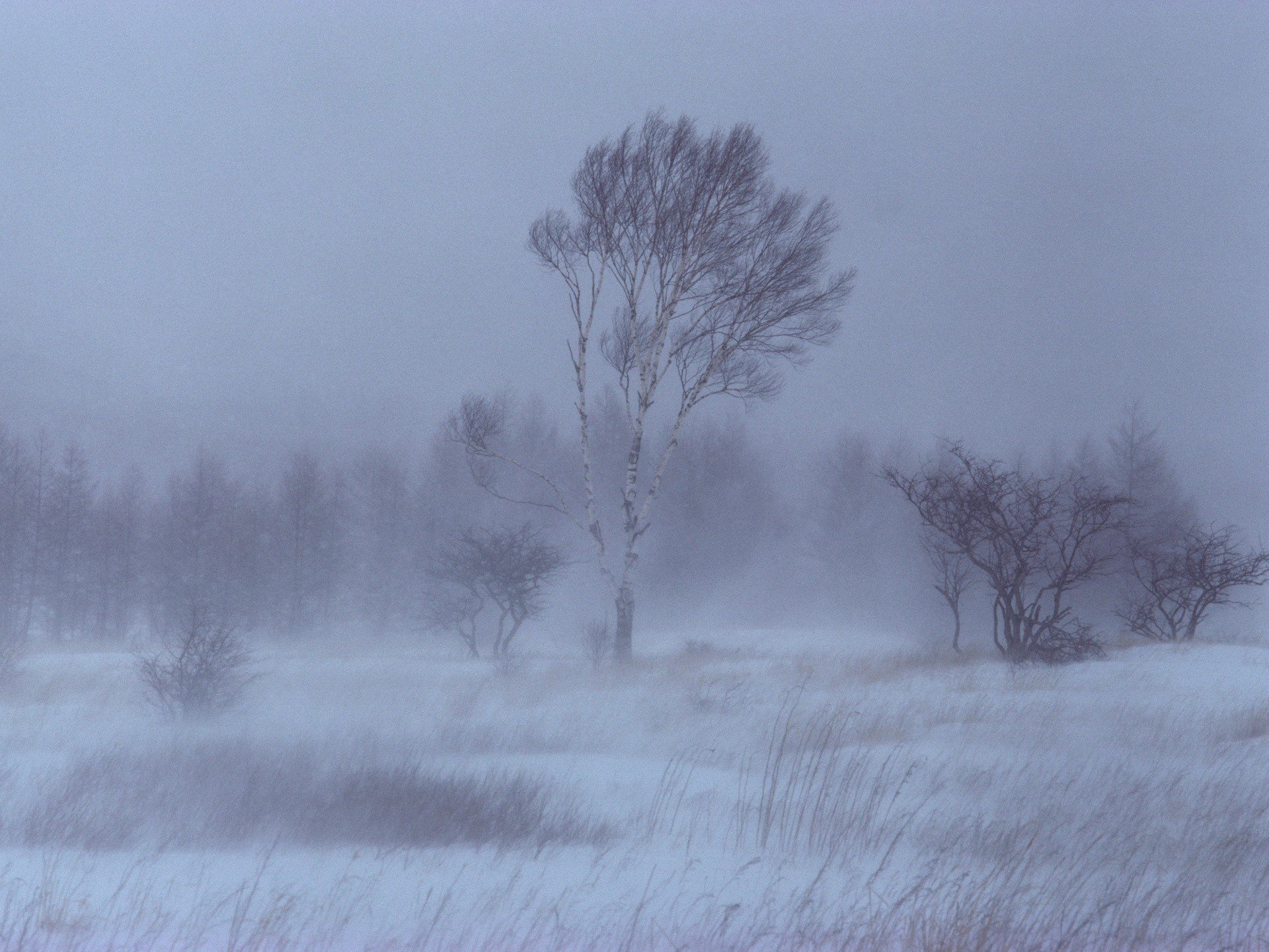 winter snow tree birch