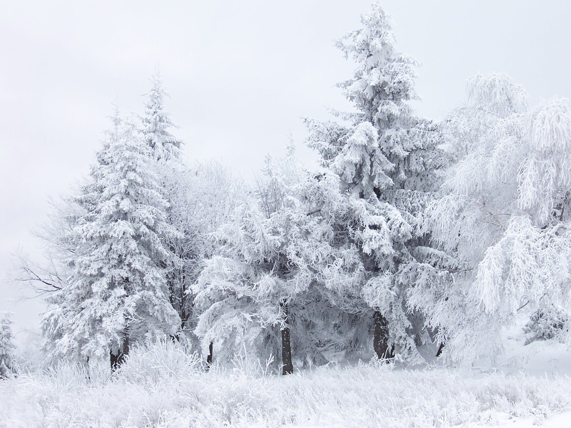 hiver forêt neige blanc arbres