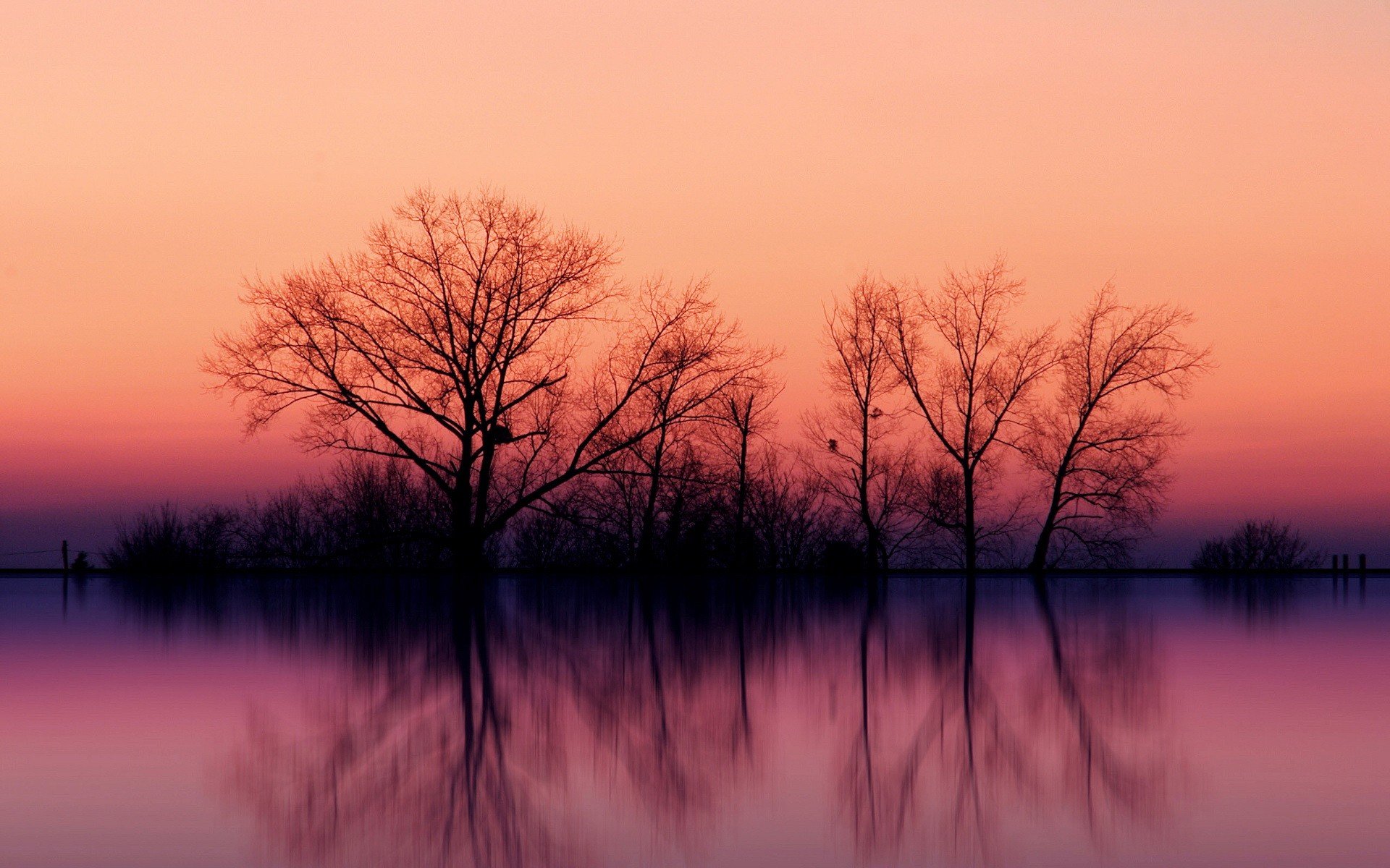 arbres réflexion coucher de soleil