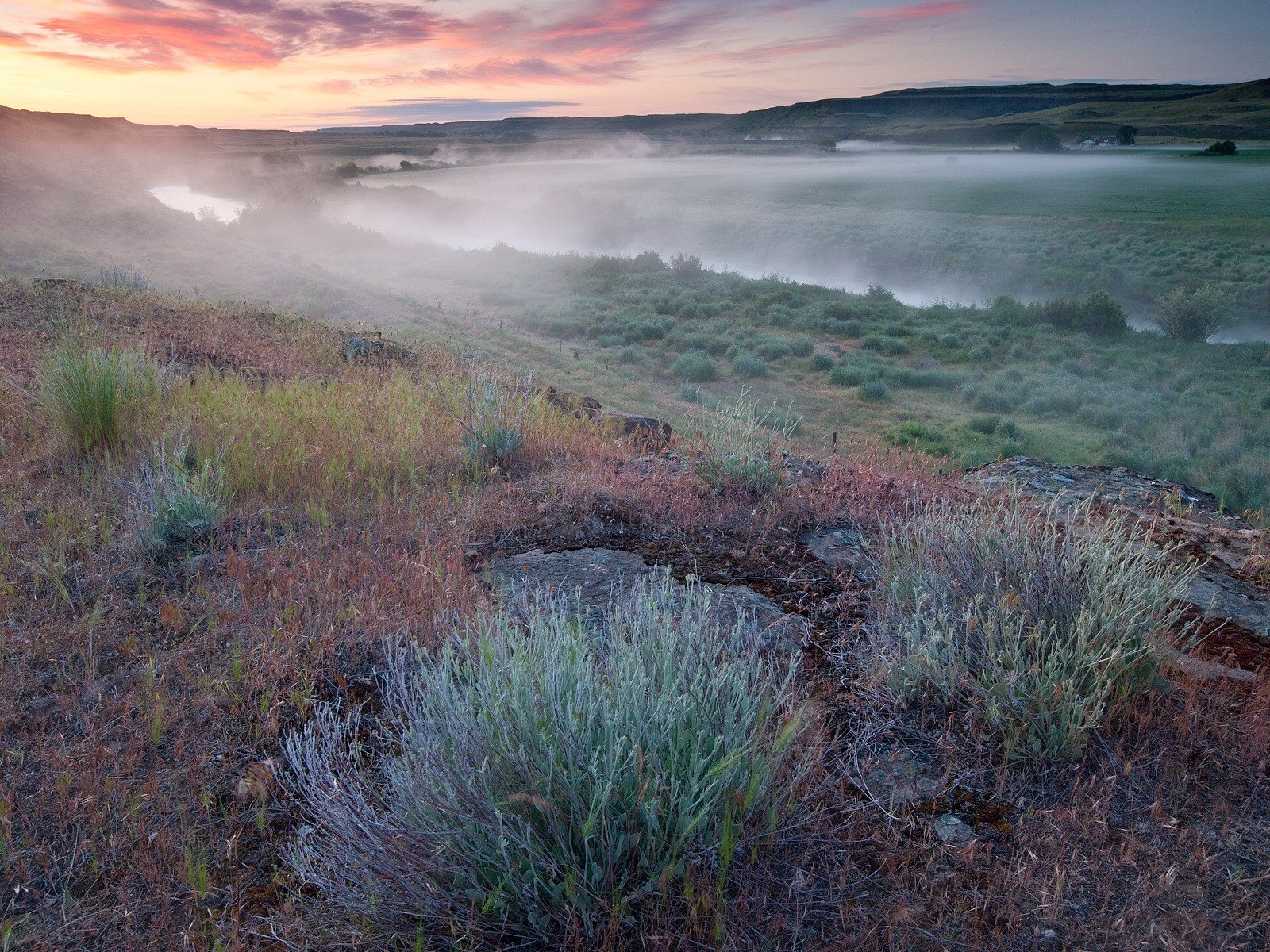 mañana niebla río campo hierba