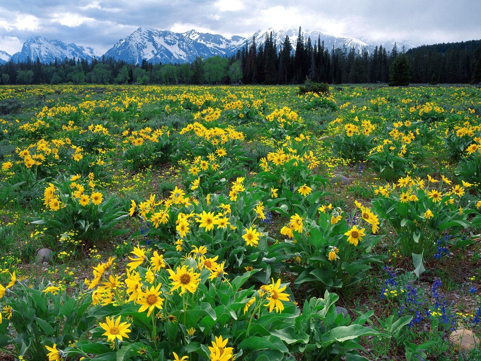 wyoming fleurs montagnes