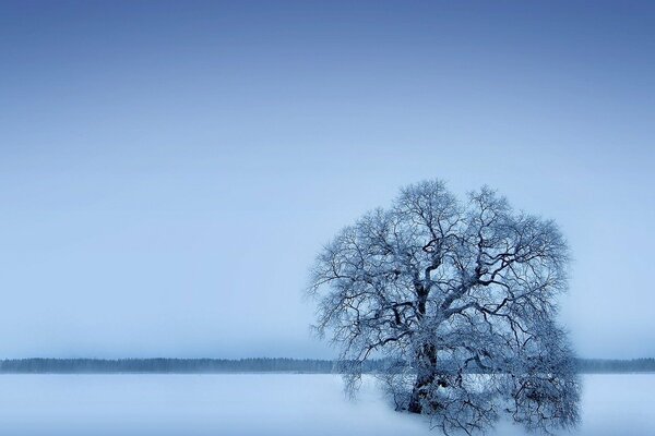 Albero solitario in inverno. Campo innevato