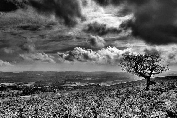 A lonely tree on a hilly area in black and white