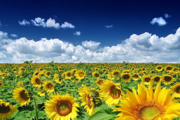 Pore común con girasoles en clima despejado