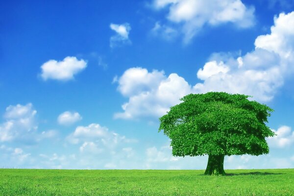 Ciel nuageux bleu et arbre solitaire