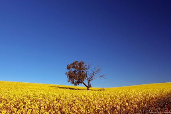 Arbre solitaire dans le champ jaune