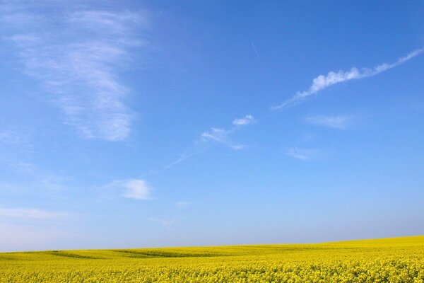 Blauer Himmel mit einem Feld von gelben Blüten