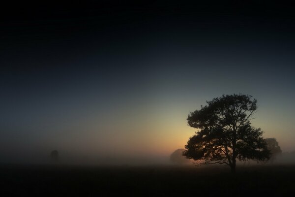 Nachtlandschaft mit einsamem Baum im Nebel