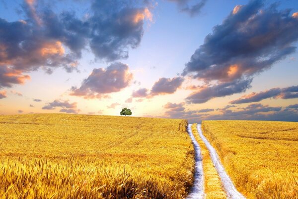 El campo y el cielo azul