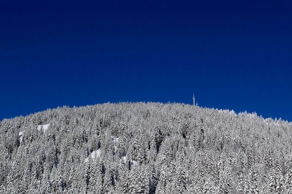 Foresta invernale, cime degli alberi