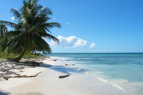 Pischany beach with sea and palm trees