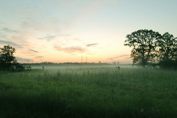 Bäume im Nebel auf einem Feld