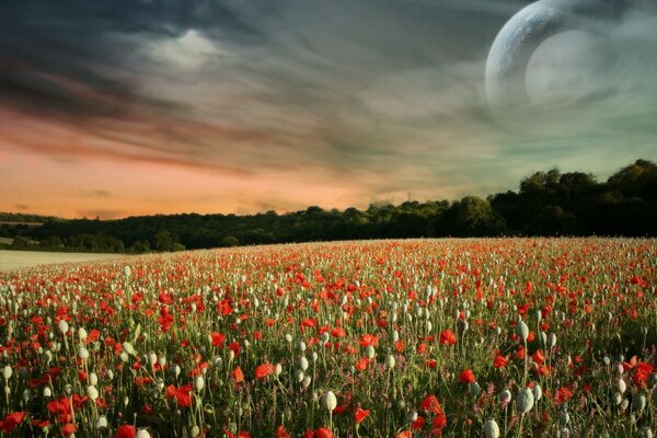 Poppy field under a cloudy sky