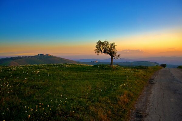 Morning on the hill. Dawn at the tree