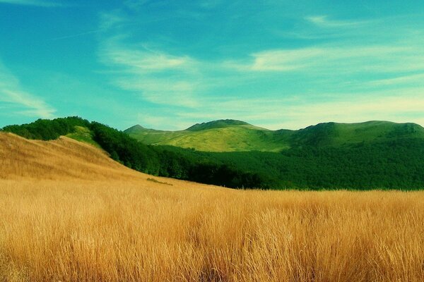 Bellissimo contrasto di erba verde e campo