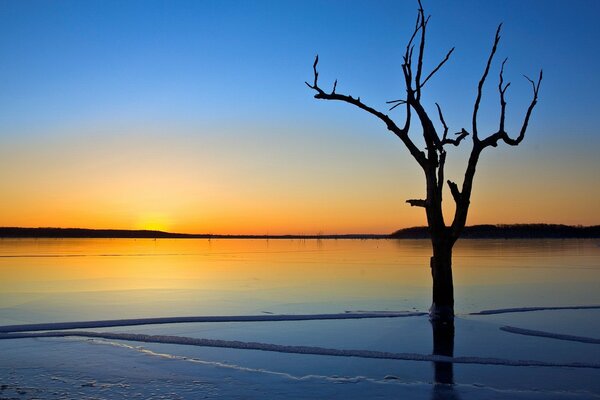 Ein einsamer Baum steht im gefrorenen Wasser vor dem Hintergrund des Sonnenuntergangs