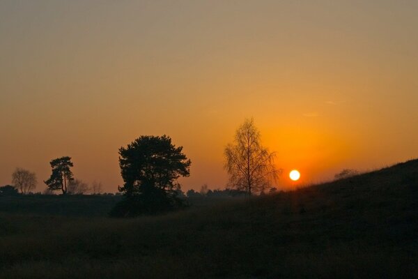 Ordre du soleil dans les tons bruns sur fond d arbres Solitaires