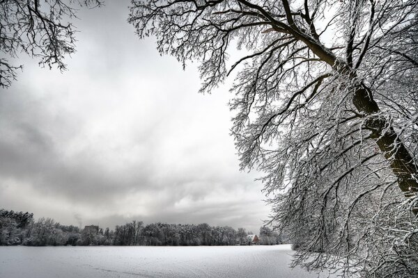 Arbres enneigés, journée d hiver nuageux