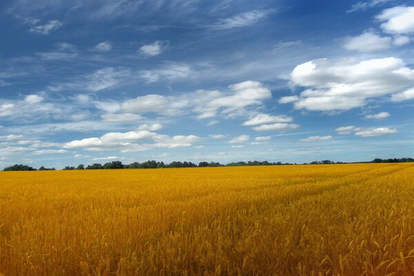 Weiße Wolken schweben über dem goldenen Feld