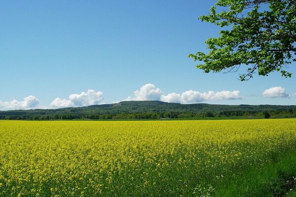 A clearing with yellow flowers. Blue sky