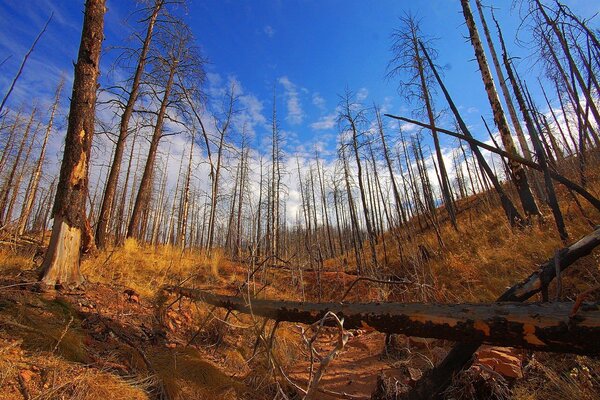 Trees without leaves on the hill