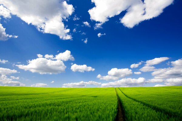 Eine Spur im grünen Feld, die zum Horizont führt