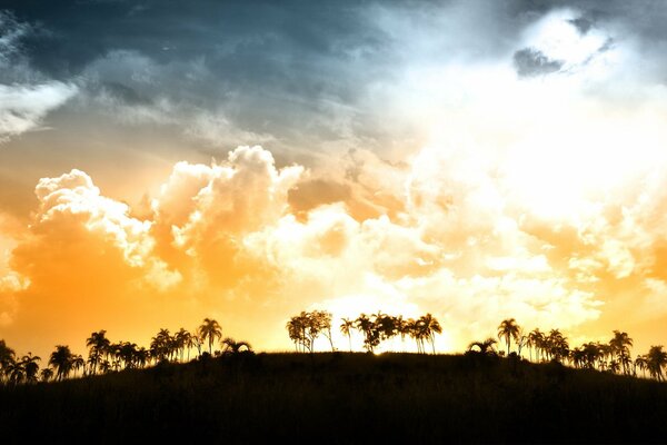 Pintura puesta de sol en el fondo de las palmeras