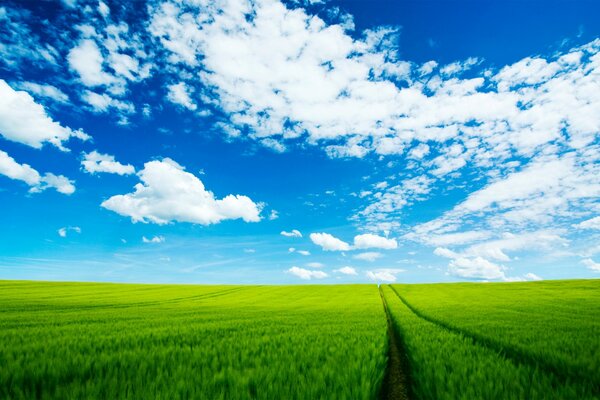 Herbe verte et ciel bleu