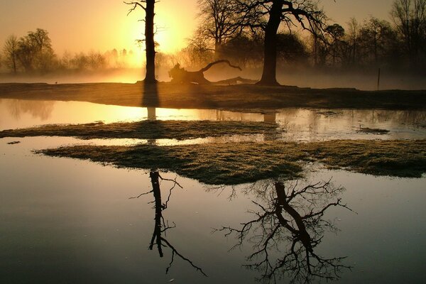 Árboles en la niebla por la mañana amanecer