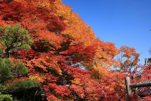 Bei Bäumen sehen orangefarbene Herbstblätter vor dem Hintergrund des blauen Himmels spektakulär aus