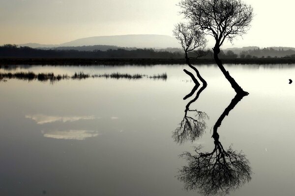 Reflejo de los árboles que crecen en el lago