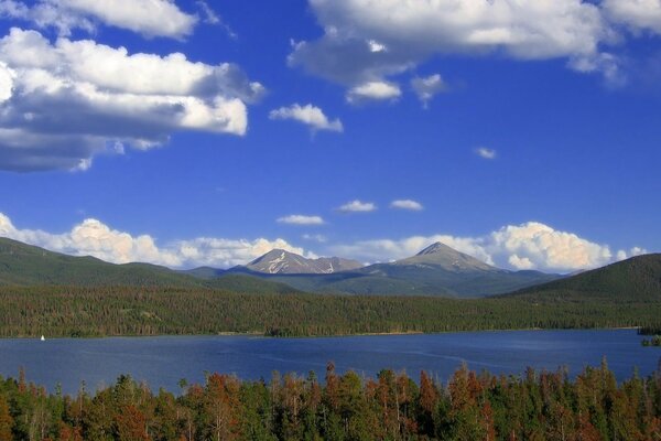 Bosque denso cerca de la orilla del lago