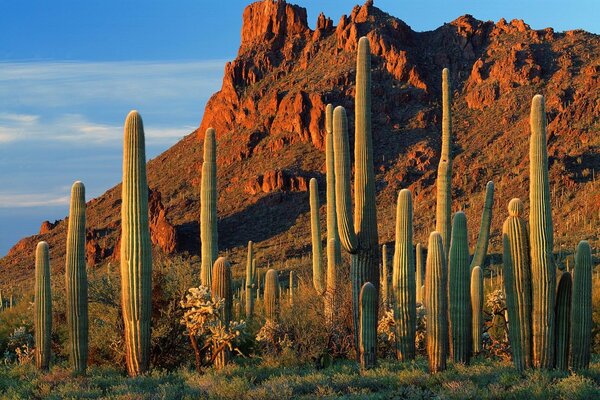 Alamo Canyon cacti in arizona