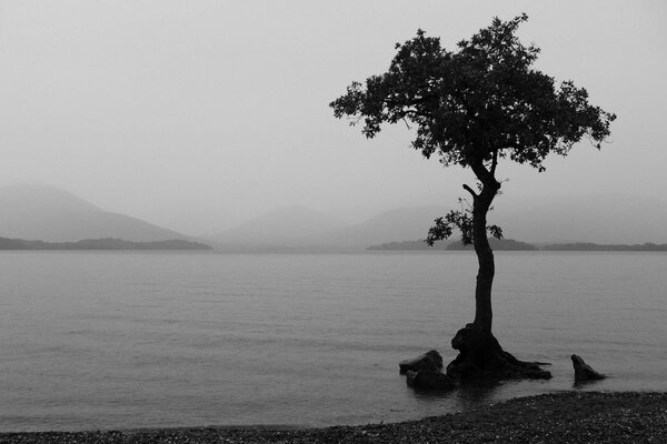 A lonely tree in a lake on a black and white background