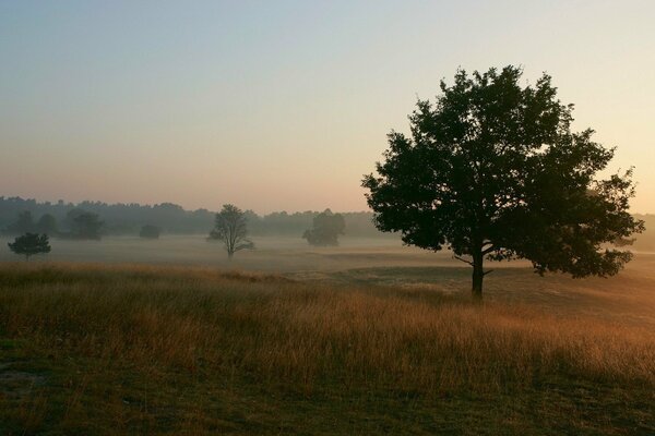 Thick fog in the field