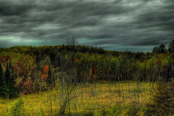 Düsterer Himmel über dem Herbstwald