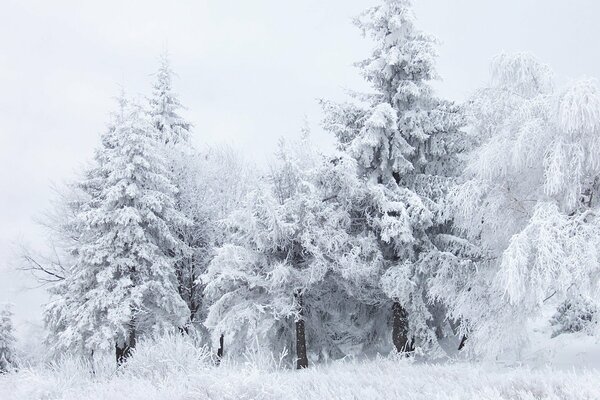 Snow-white trees in a cold forest