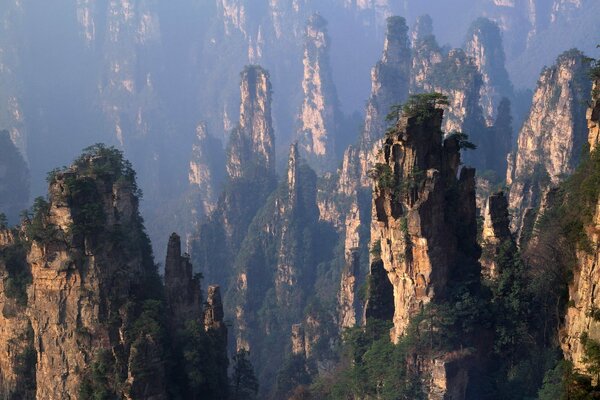 Forêt dans les montagnes. Rebords recouverts de verdure