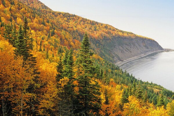 Forêt d automne dense couvre la colline au-dessus de la rivière